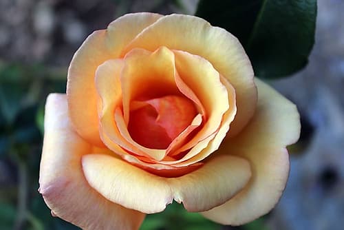 Pink-rose-friendship-flower Art Print