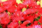 Wild-flowers-red-countryside-sardinia Art Print