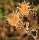 Wild-thorns-yellow-nature Art Print
