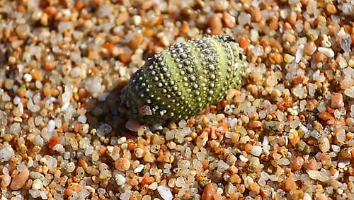Green Seashell on the shore Art Print