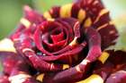 Charming red and yellow rose Art Print