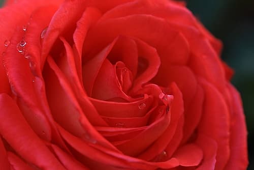 Enchanting Red Rose detail Art Print