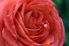 Stunning Red Rose with dew drops Art Print
