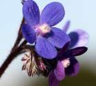 Impressive Purple Wild Flower Art Print