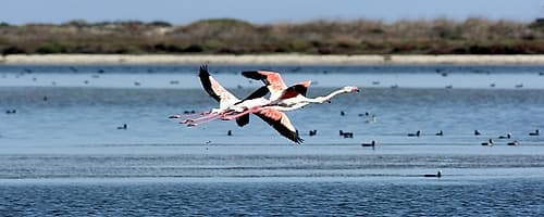 Salt lake with flying flamingos couple Art Print