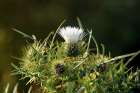 Wild White Thorny thistle flower Art Print