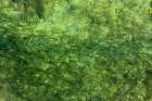 Fishes swimming on green Seabed Art Print