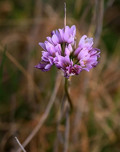 Delicate Purple Flower Art Print