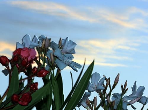 Sunrise Light on Oleander Flowers Art Print