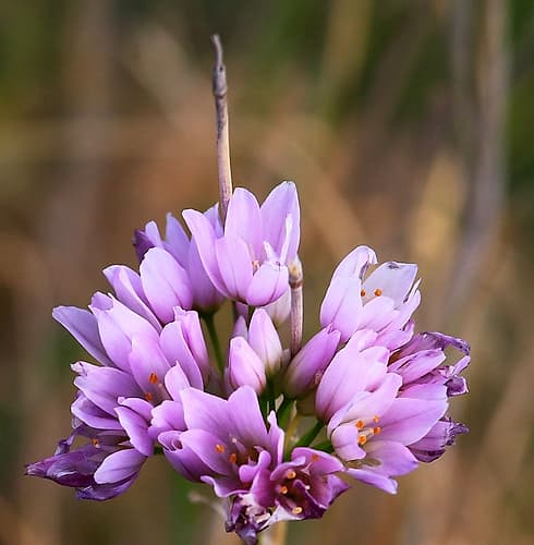 Detail of a purple wild Flower Art Print