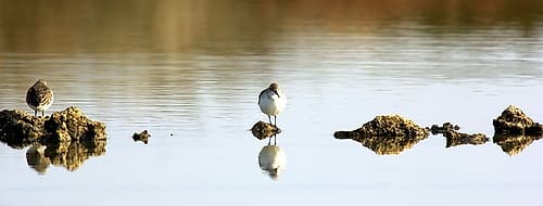 Two water birds perched on the rocks Art Print
