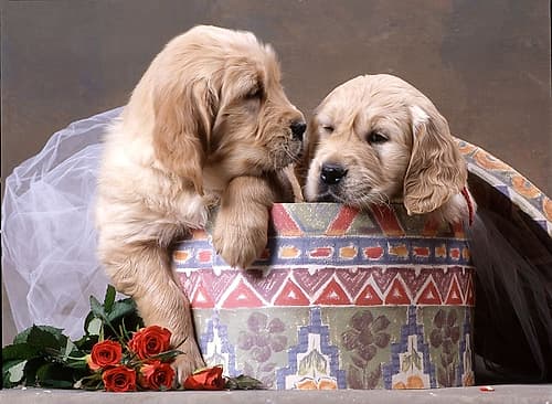 puppies in box Art Print