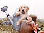 puppies in watering can Art Print