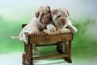 University dogs Art Print