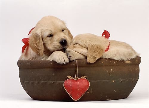labradors in love Art Print by Patrick Hoenderkamp