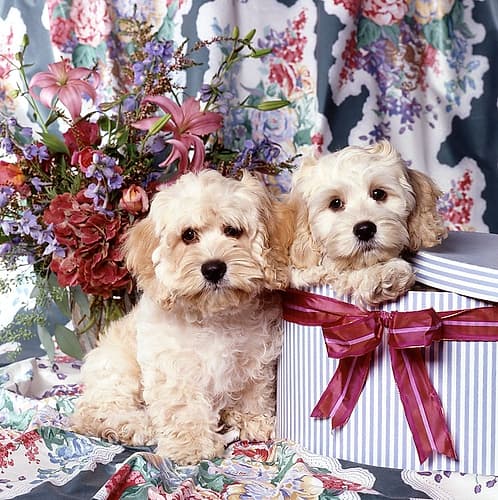 Puppies in giftbox Art Print