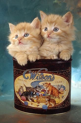 kittens in tin Art Print by Patrick Hoenderkamp