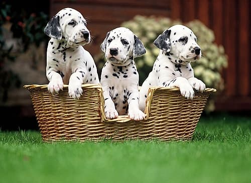 dalmatian puppies Art Print
