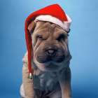 Shar Pei with x-mas hat Art Print