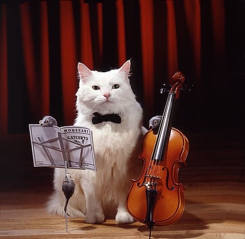 Violin cat Art Print