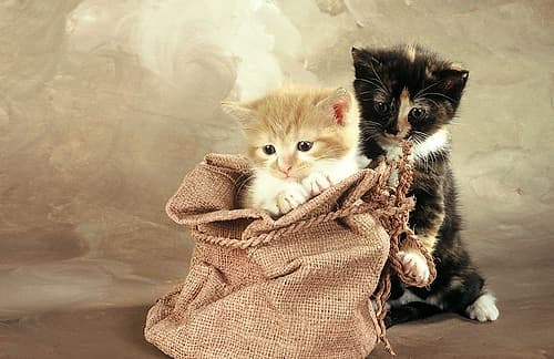 Brother and sister Art Print by Patrick Hoenderkamp