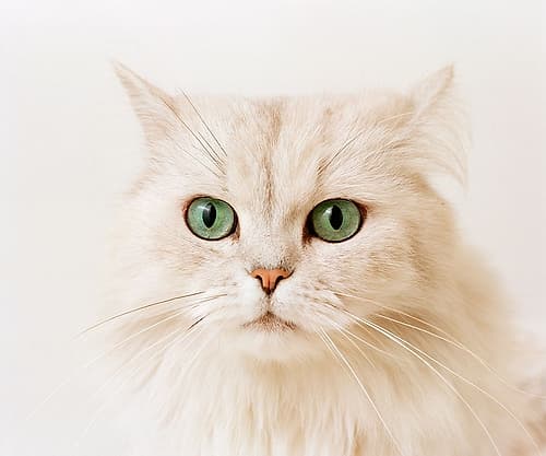 white cat Animaux reproduction