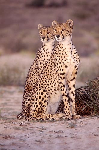 leopard Art Print by Patrick Hoenderkamp