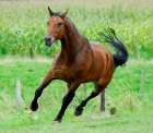 Running horse Art Print