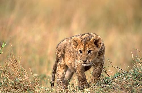 lion pup Animaux reproduction