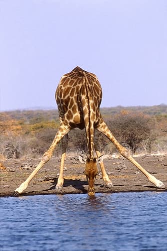 Giraffe Art Print by Patrick Hoenderkamp