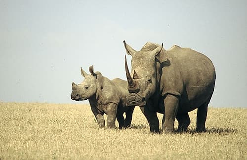 Rhino family Animaux reproduction