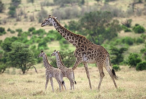 Giraffe family Art Print by Patrick Hoenderkamp