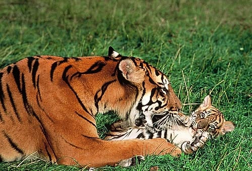 Mother tiger Art Print