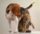 cat and dog Art Print
