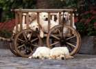 lazy labradors Art Print