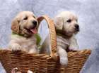 labrador puppies Art Print