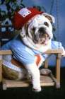mops dog Art Print