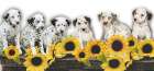 Puppies and Sunflowers Art Print