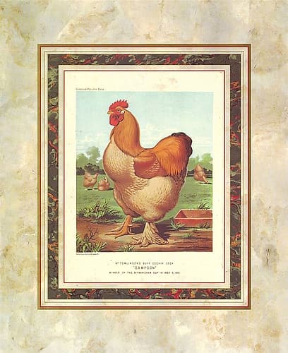 Buff. Cochin Cock, Cassells Poultry Book Art Print