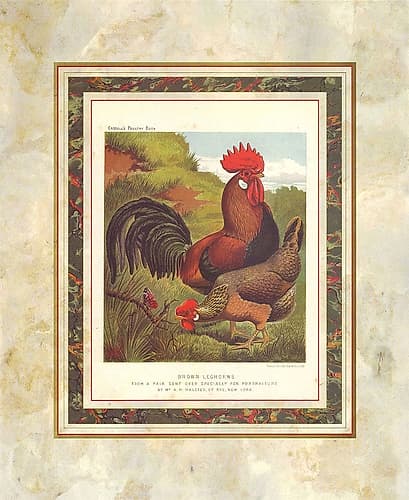 Brown Leg Horn, Cassells Poultry Book Art Print