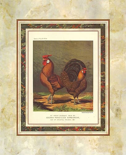 Golden Pencilled Hamburghs, Cassells Poultry Book Victorian Print