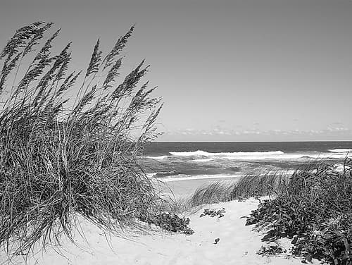 Dune Path Art Print by Eve Turek
