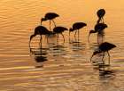 Ibis Sunset Art Print