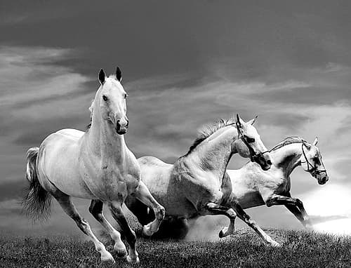 White Stallions Art Print by Anonymous