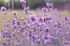 French Lavender Field Art Print