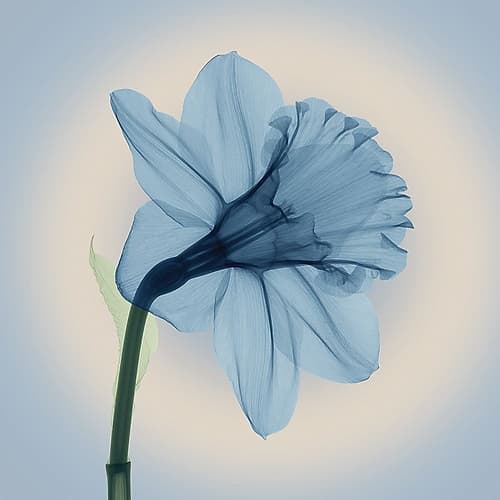 Veiled Blossom, Blue Art Print by Anonymous
