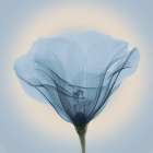 Poppy in Lace, Blue Art Print