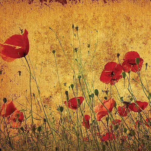 Field of Poppies Art Print