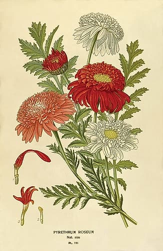 Pyrethrum Roseum Art Print