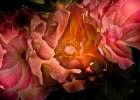 Roses Art Print